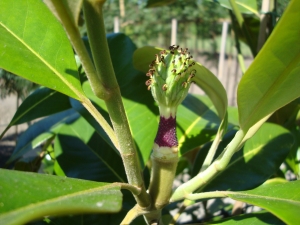 Magnolia grandiflora Flore Pleno Magnolia grandiflora Flore Pleno