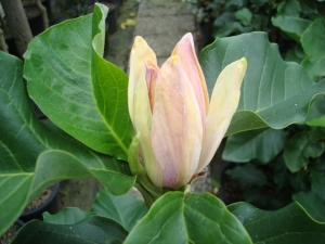 Magnolia Moonspire Magnolia Moonspire