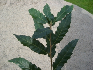 Quercus castaneifolia Green Spire Quercus castaneifolia Green Spire