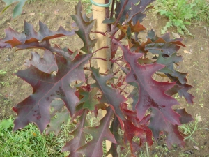 Quercus coccinea   