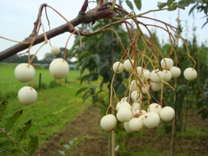Sorbus cashmiriana Sorbus cashmiriana