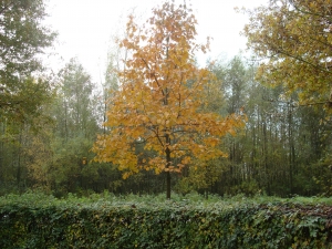 Sorbus torminalis Sorbus torminalis