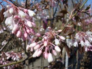 Staphylea holocarpa Rosea Staphylea holocarpa Rosea