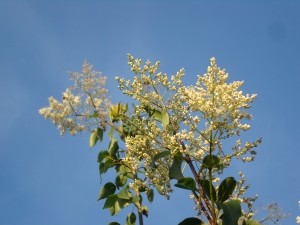Syringa pekinensis Syringa pekinensis