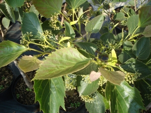 Tilia henryana Arnold Select Tilia henryana Arnold Select