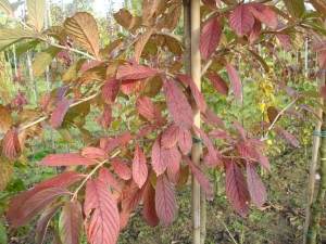 Viburnum sieboldii Viburnum sieboldii