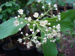 Viburnum sieboldii Viburnum sieboldii