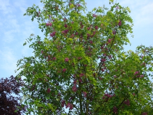 Robinia margaretta Casque Rouge Robinia margaretta Casque Rouge