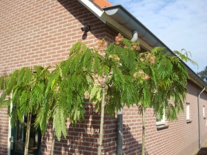 Albizia julibrissin Shidare Albizia julibrissin Shidare