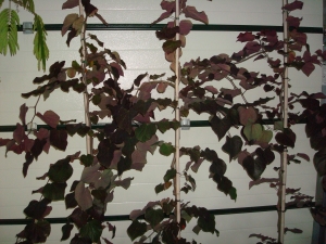 Cercis canadensis Ruby Falls Cercis canadensis Ruby Falls