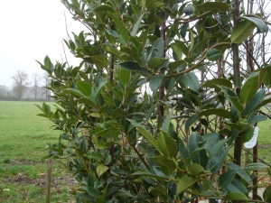 Ilex koehneana Chestnut Leaf Ilex koehneana Chestnut Leaf