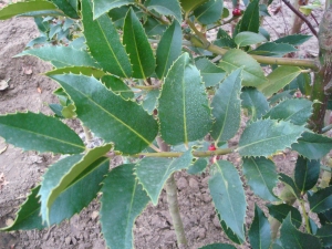 Ilex koehneana Chestnut Leaf Ilex koehneana Chestnut Leaf