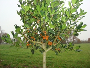Ilex Nellie R. Stevens Ilex Nellie R. Stevens