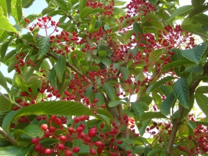 Viburnum sieboldii Viburnum sieboldii