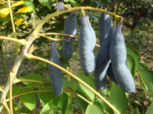 Decaisnea fargesii Decaisnea fargesii
