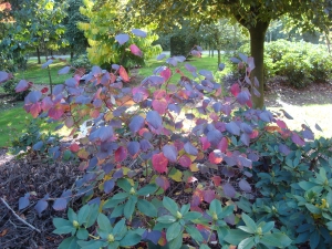 Disanthus cercidifolius Disanthus cercidifolius