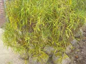 Frangula alnus Fine Line Frangula alnus Fine Line