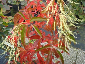 Oxydendrum arboreum Oxydendrum arboreum