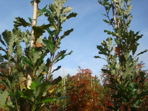 Quercus x warei Long Regal Prince Quercus x warei Long Regal Prince