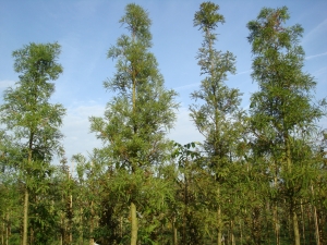 Taxodium distichum Taxodium distichum