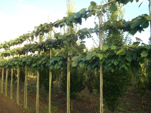 Tilia americana Nova Tilia americana Nova