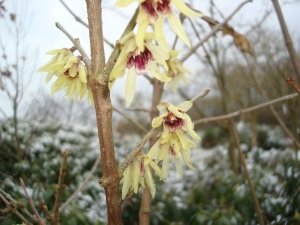 Chimonanthus praecox Chimonanthus praecox