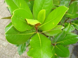 Magnolia grandiflora Francois Treyve Magnolia grandiflora Francois Treyve