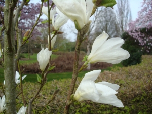 Magnolia kobus Isis ® Magnolia kobus Isis ®