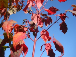 Acer stachyophyllum Acer stachyophyllum
