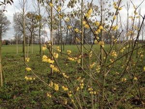 Chimonanthus praecox Concolor Chimonanthus praecox Concolor