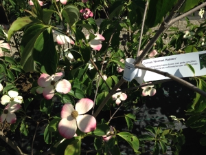 Cornus Norman Hadden Cornus Norman Hadden