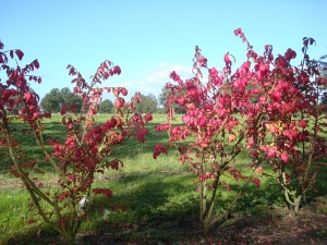 Euonymus alatus Euonymus alatus