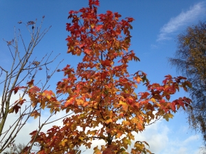 Liquidambar formosana Liquidambar formosana