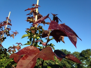 Liquidambar formosana Ellen Liquidambar formosana Ellen