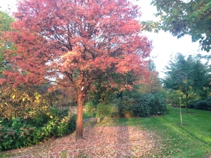 Acer griseum Acer griseum