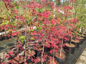 Acer palmatum Deshojo Acer palmatum Deshojo