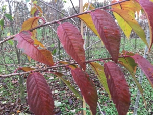 Prunus Royal Flame ® Prunus Royal Flame ®