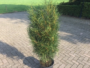 Frangula alnus Fine Line Frangula alnus Fine Line