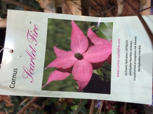 Cornus kousa Scarlet Fire ® Cornus kousa Scarlet Fire ®