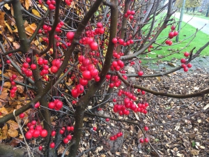 Malus Donald Wyman Malus Donald Wyman