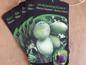 Asimina triloba Shenandoah ® Peterson Pawpaws Asimina triloba Shenandoah ® Peterson Pawpaws