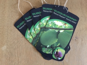 Asimina triloba Susquehanna ® Peterson Pawpaws Asimina triloba Susquehanna ® Peterson Pawpaws