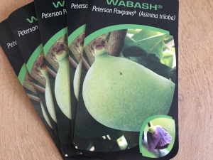 Asimina triloba Wabash® Peterson Pawpaws Asimina triloba Wabash® Peterson Pawpaws