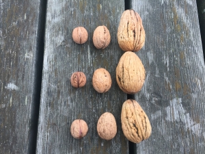 Juglans regia Lange van Lod Juglans regia Lange van Lod