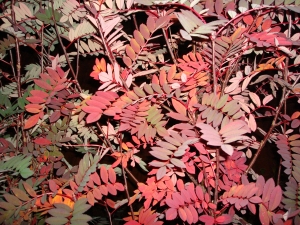 Sorbus hupehensis Sorbus hupehensis