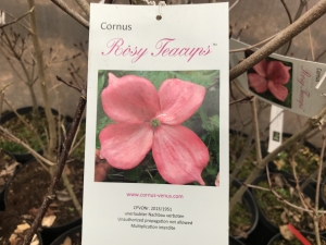 Cornus kousa Rosy Teacups ® Cornus kousa Rosy Teacups ®