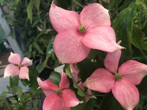 Cornus kousa Rosy Teacups ® Cornus kousa Rosy Teacups ®