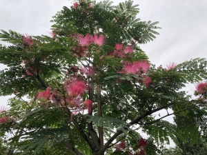 Albizia julibrissin Rouge de Tuiliere Albizia julibrissin Rouge de Tuiliere