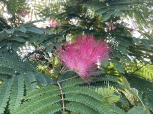 Albizia julibrissin Tropical Dream Albizia julibrissin Tropical Dream