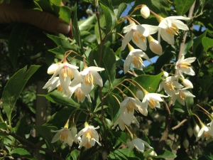 Styrax wuyuanensis Styrax wuyuanensis